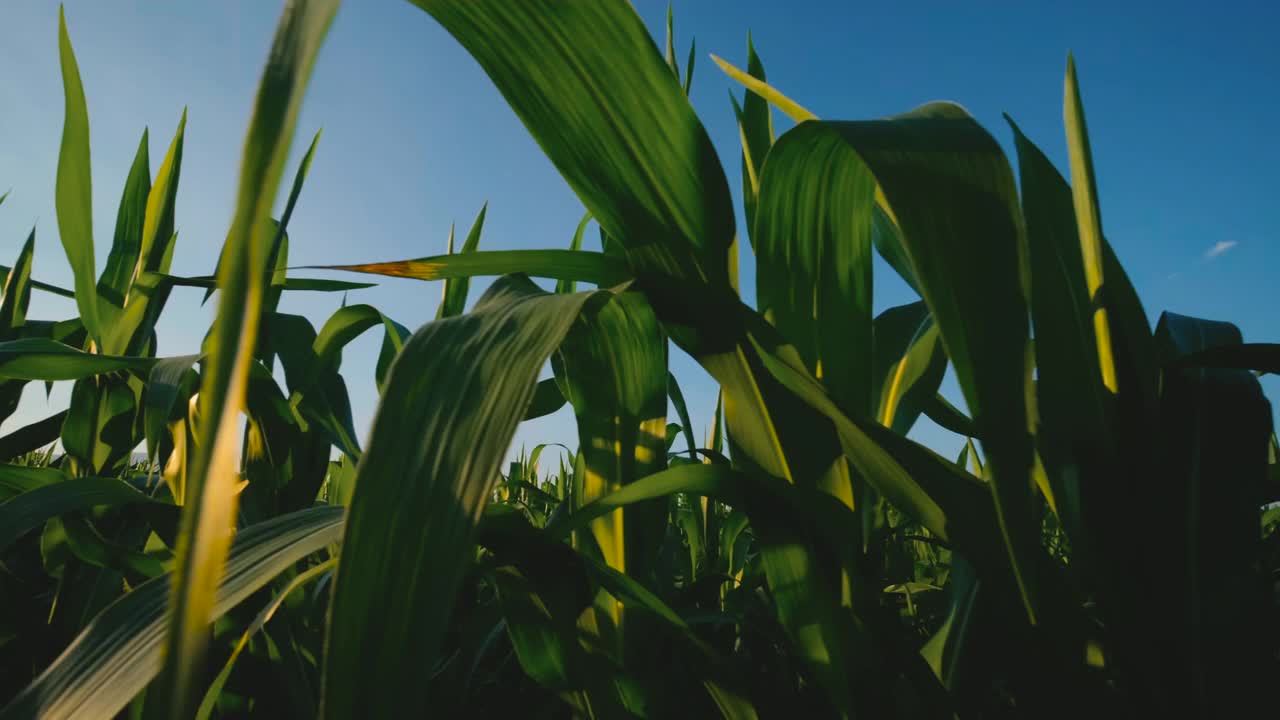 在傍晚和黄昏时，在玉米田种植玉米视频素材