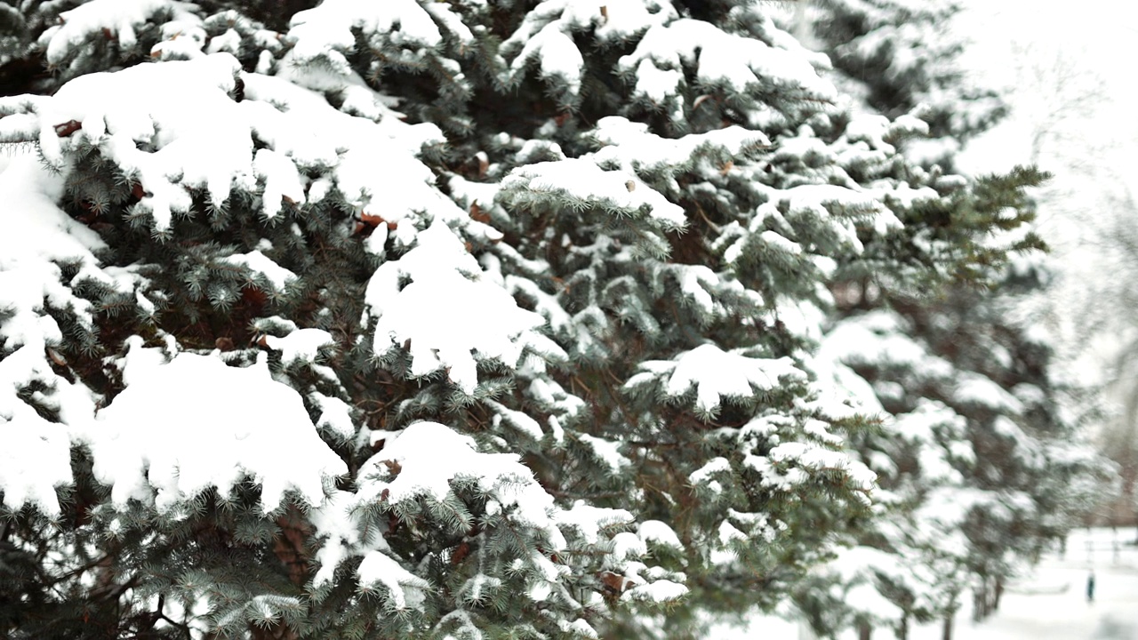 冬天，翠绿的松树上满是白雪视频素材