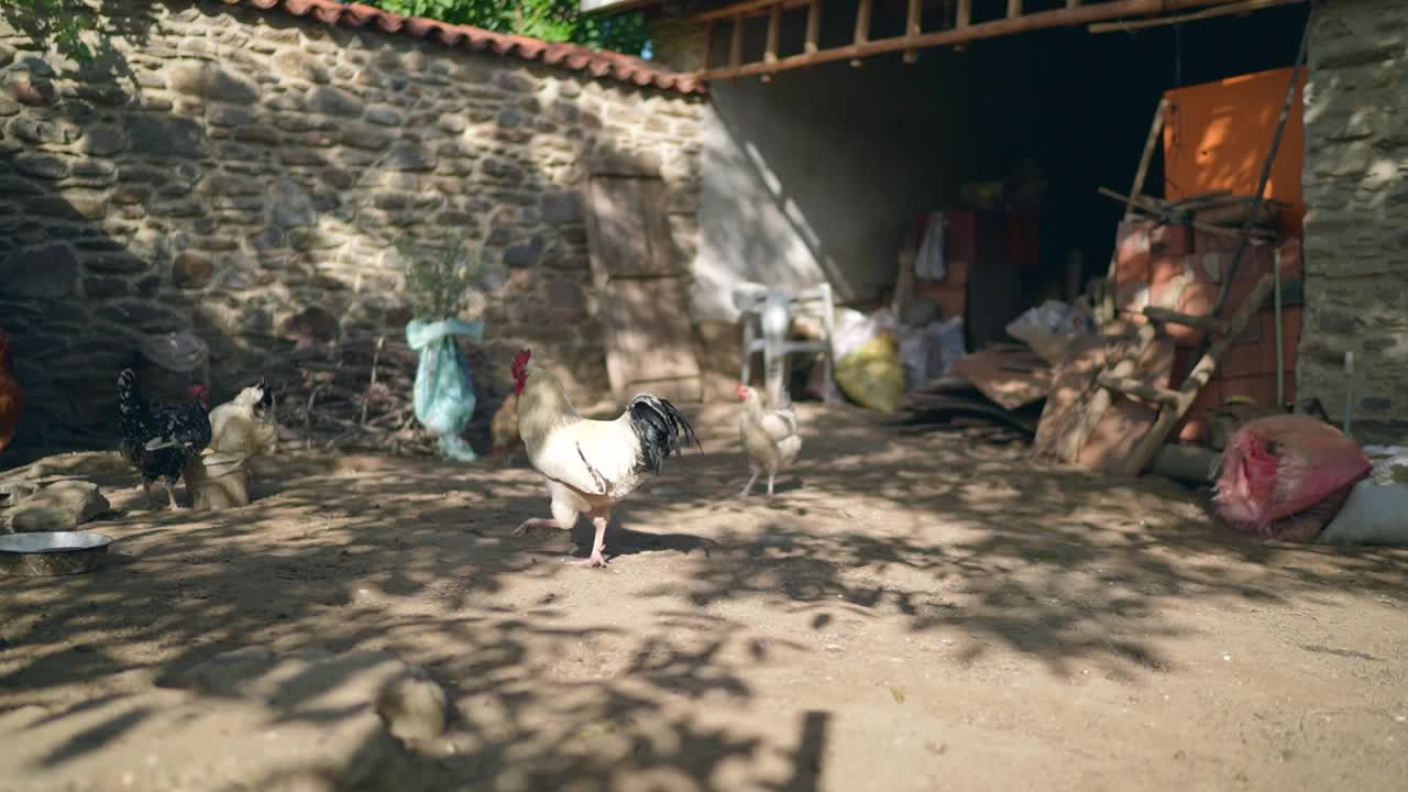 在传统的农村牲口棚喂鸡。生态农场谷仓院子里的鸡。视频素材