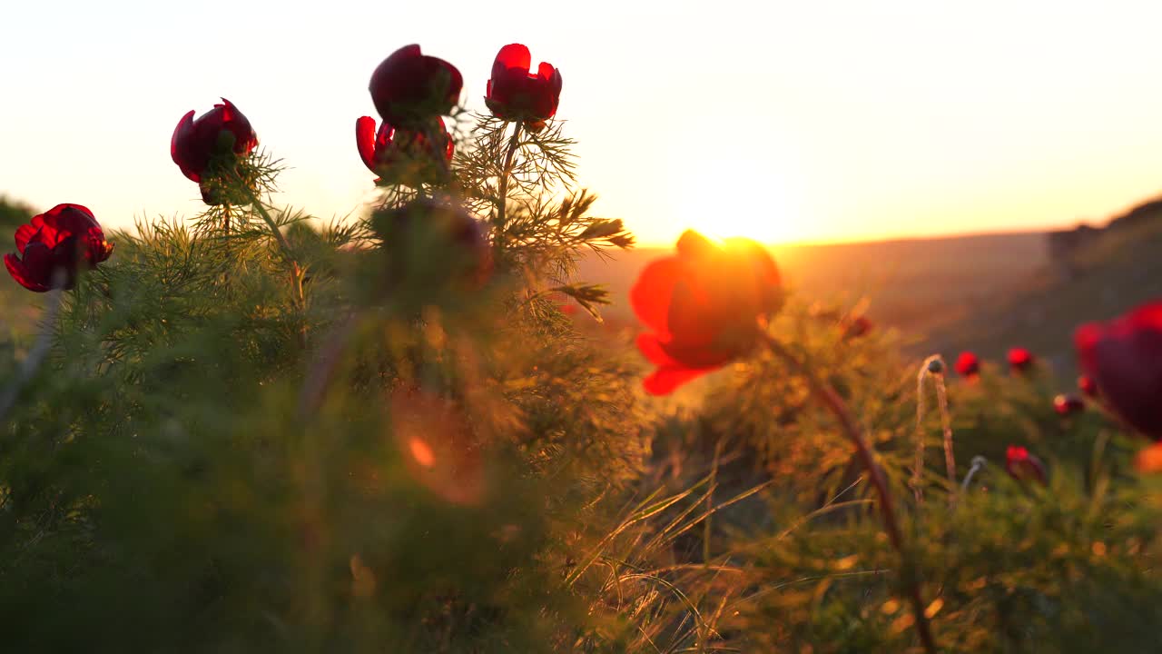 透过野生牡丹的花瓣，可以看到夕阳的余晖。风使花飘动视频素材