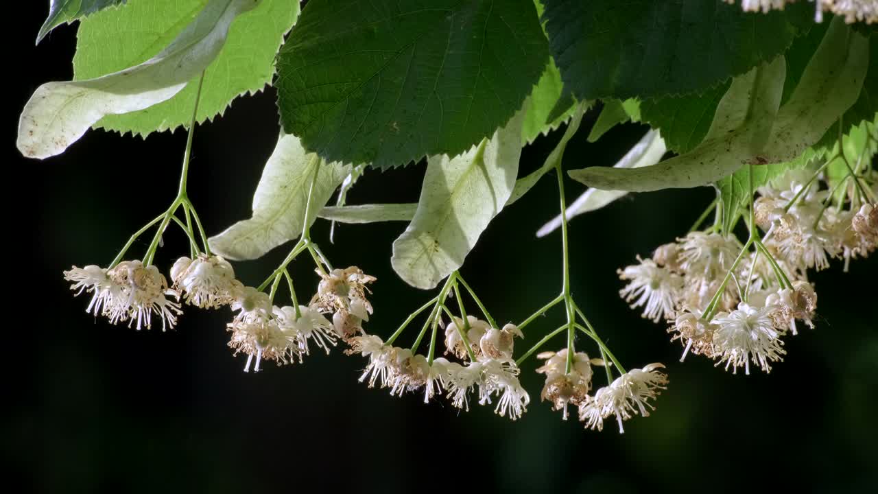 菩提树在开花，菩提花的特写。美丽新鲜的菩提树绿叶。雨滴落在其上的药用植物。多云的天气，雨后绿叶带着水珠视频素材