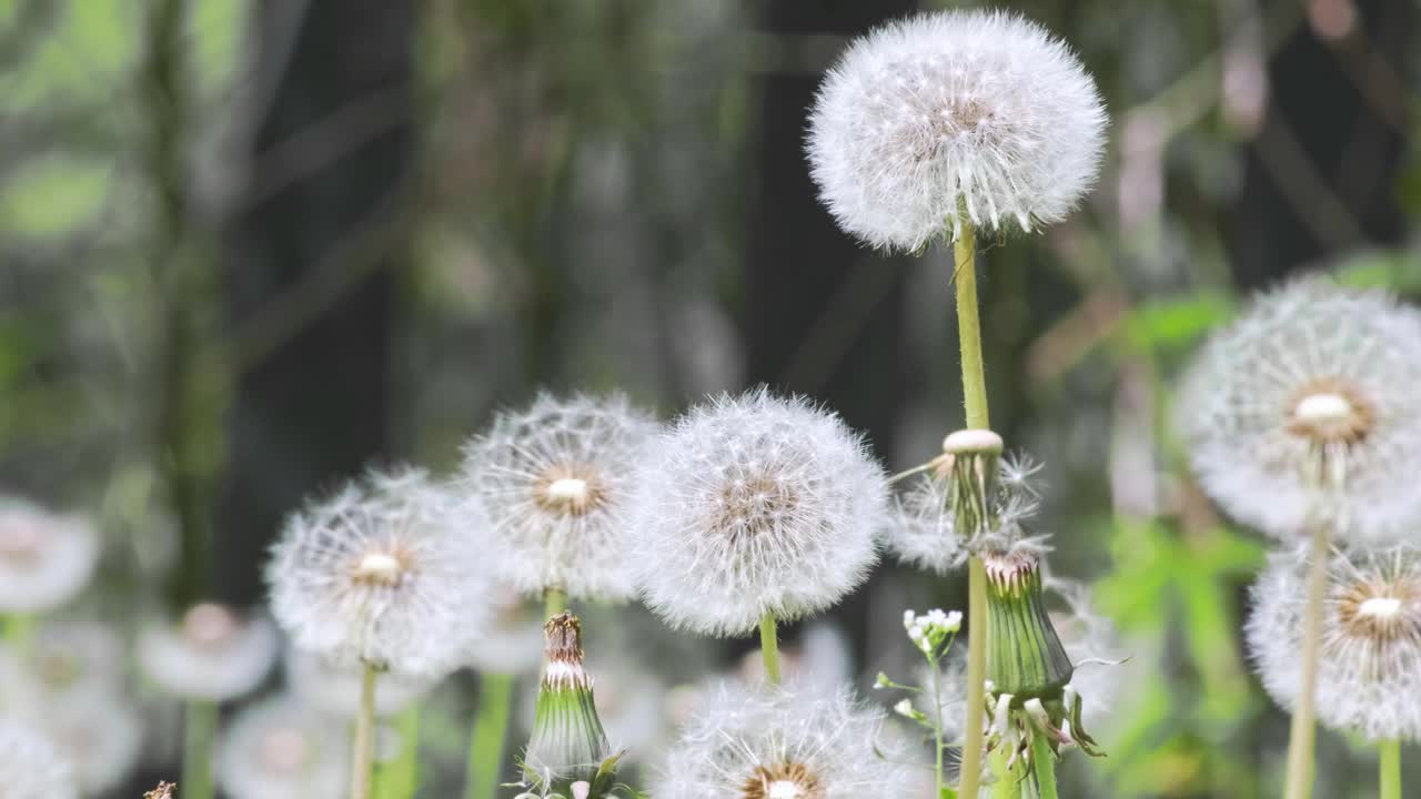 阳光下的蒲公英种子。模糊了自然的绿色，自然的春天背景。普通蒲公英(蒲公英药用)花从草中生长，近距离，慢动作，冥想，放松视频素材