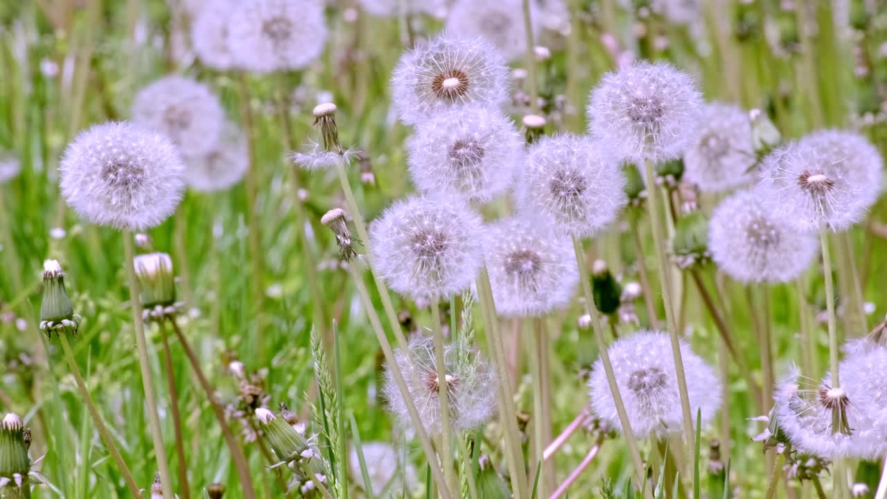 阳光下的蒲公英种子。模糊了自然的绿色，自然的春天背景。普通蒲公英(蒲公英药用)花从草中生长，近距离，慢动作，冥想，放松视频素材