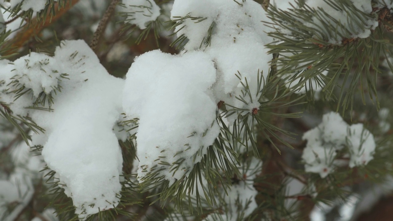 雪落在森林里的冷杉树的背景上视频素材