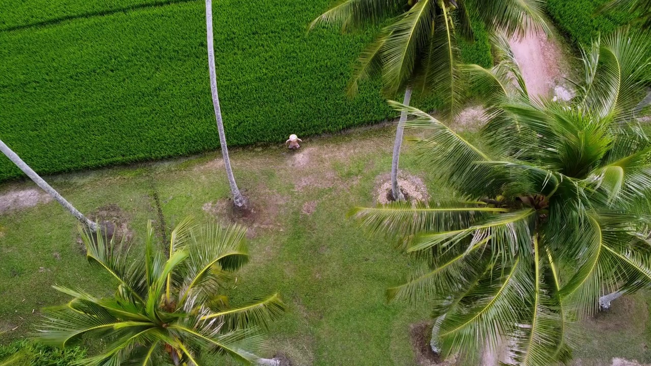 空中俯视椰子树视频素材