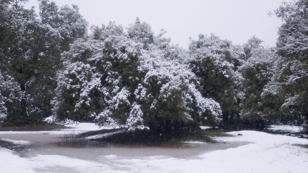 在一场暴风雪中，森林里下大雪的慢镜头视频素材