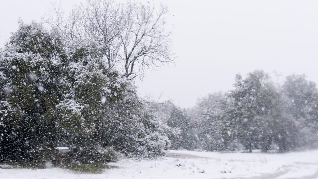 在一场暴风雪中，森林里下大雪的慢镜头视频素材