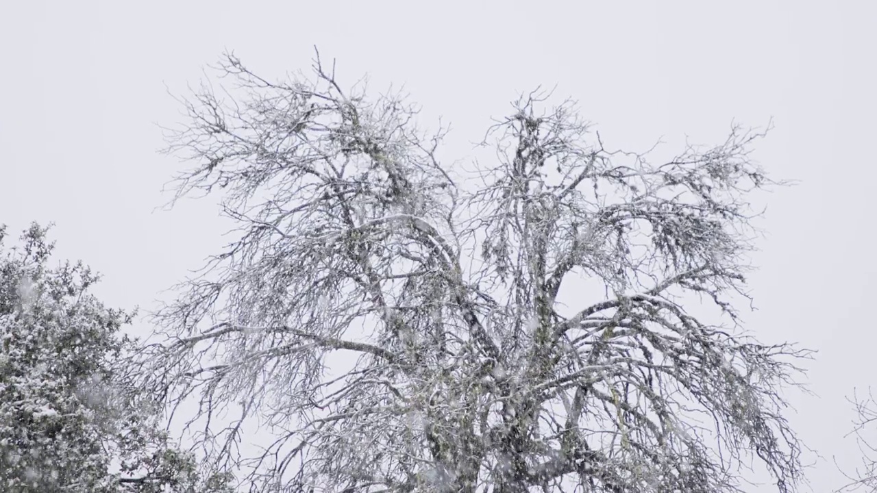 在一场暴风雪中，森林里下大雪的慢镜头视频素材