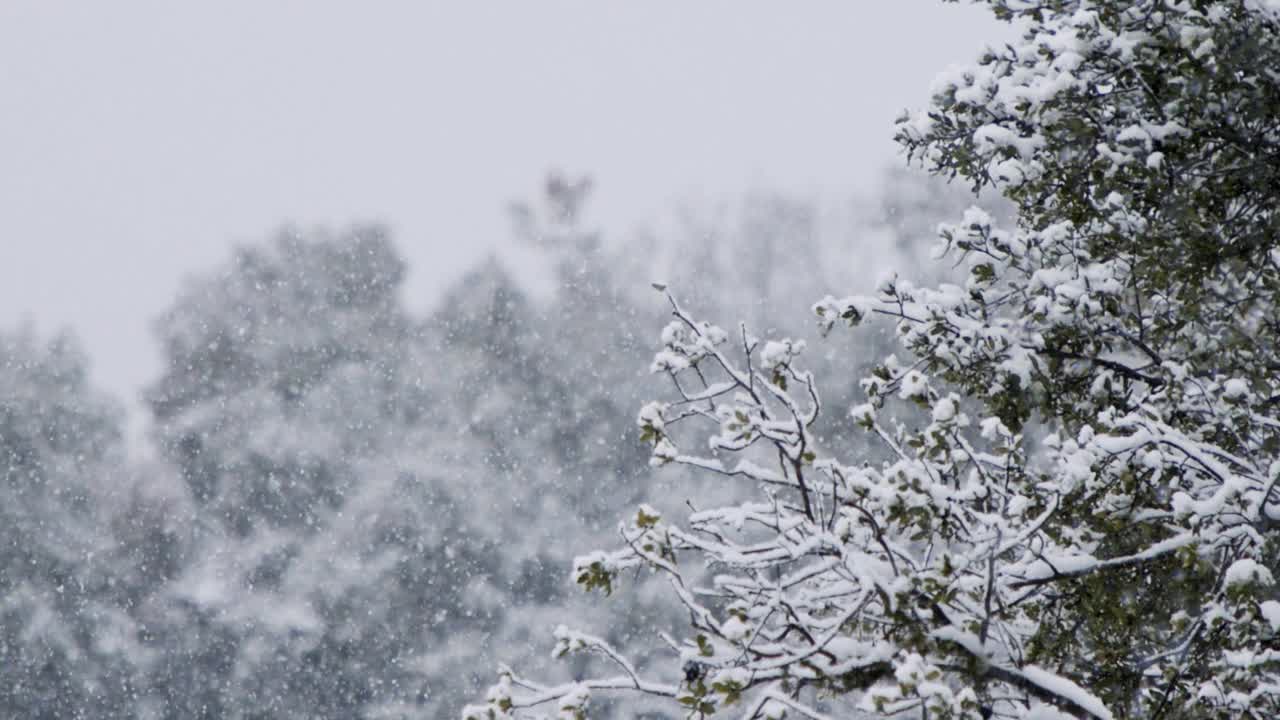 在一场暴风雪中，森林里下大雪的慢镜头视频素材