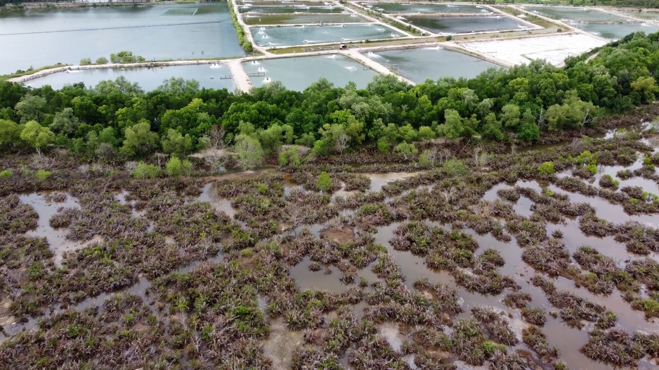 鸟瞰湿地附近的干植物视频素材