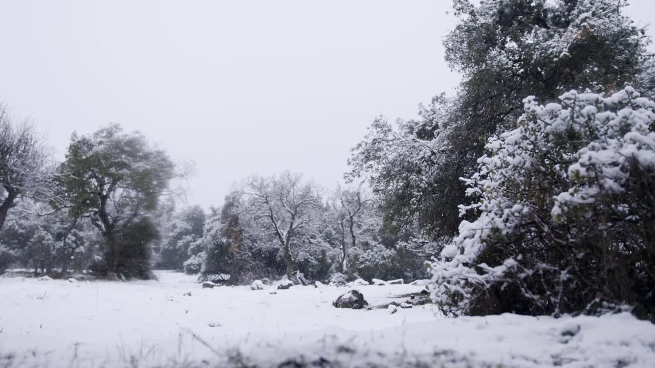 在一场暴风雪中，森林里下大雪的慢镜头视频素材