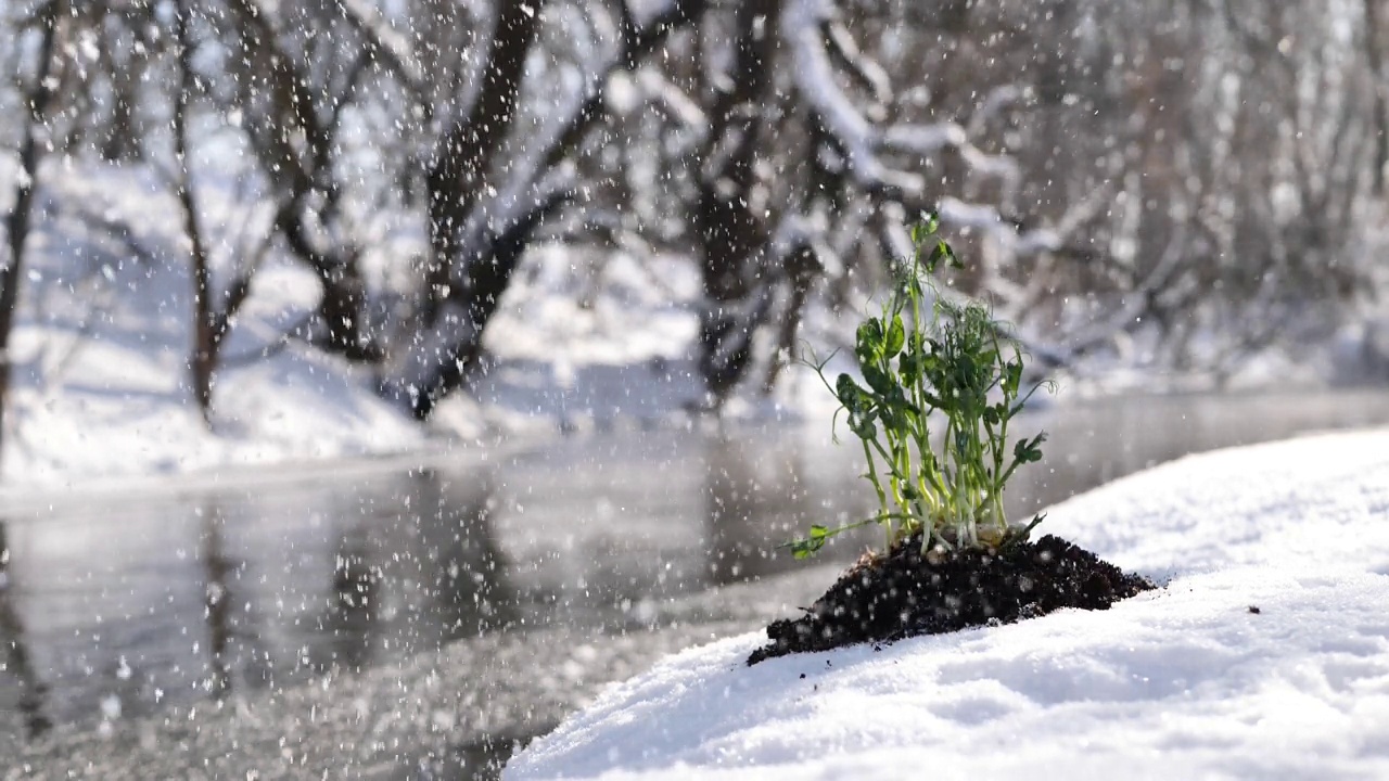 雪落在河的背景下，在解冻的土地上的一棵幼苗上。视频素材