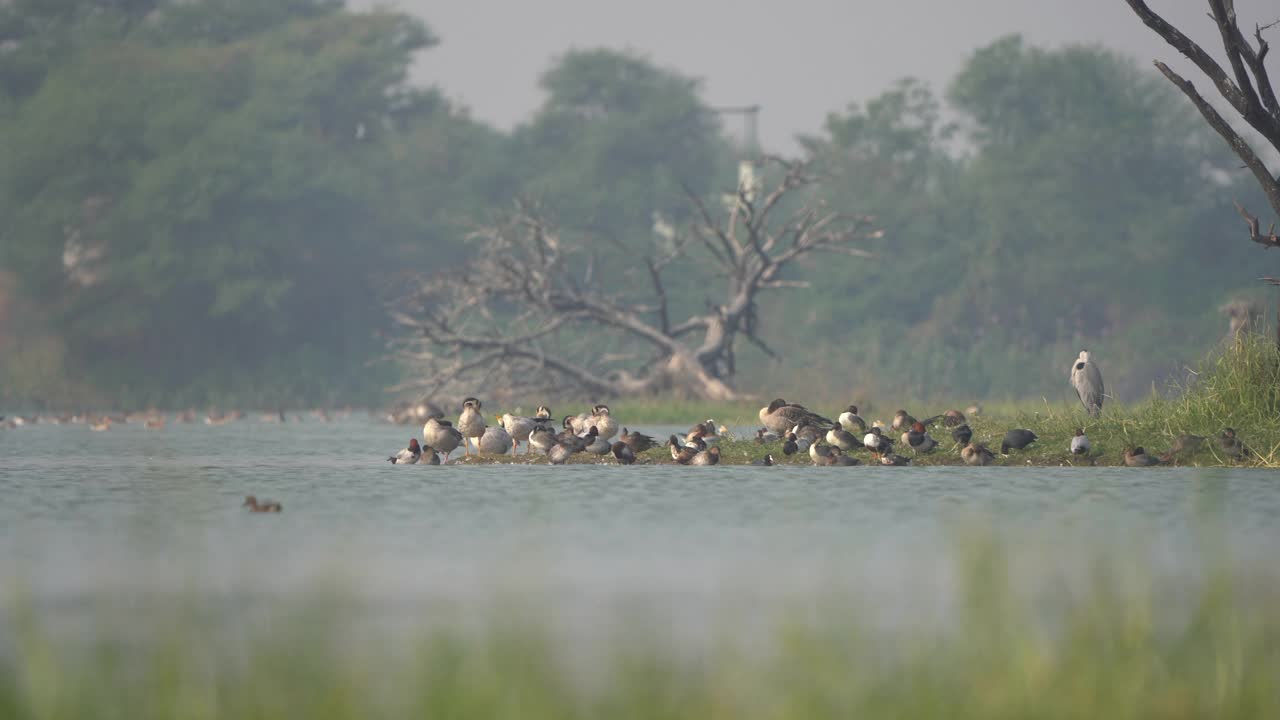 一群迁徙的鸭子，鹅和其他涉禽在托尔鸟类保护区——印度古吉拉特邦的拉姆萨尔湿地视频素材