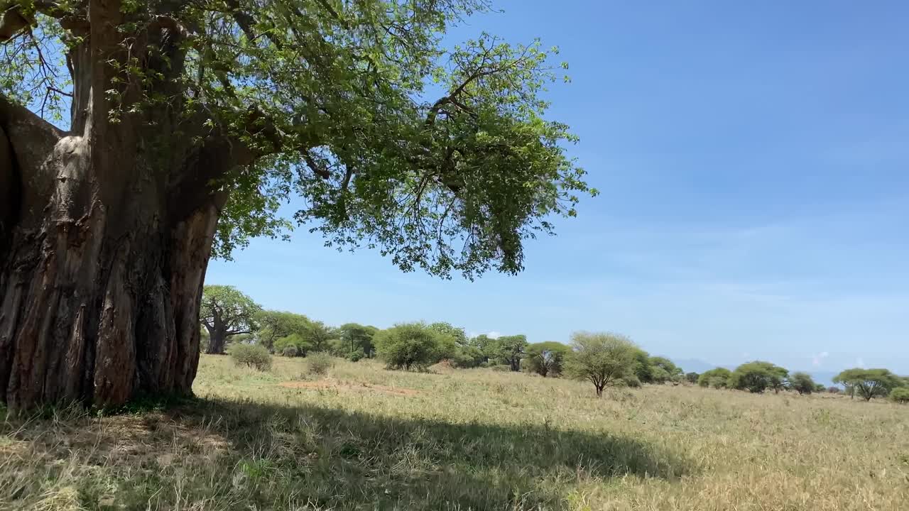 在塔兰吉尔国家公园里，有一棵巨大的老猴面包树，它有着粗壮的树枝，巨大的树干和郁郁葱葱的绿叶。视频素材