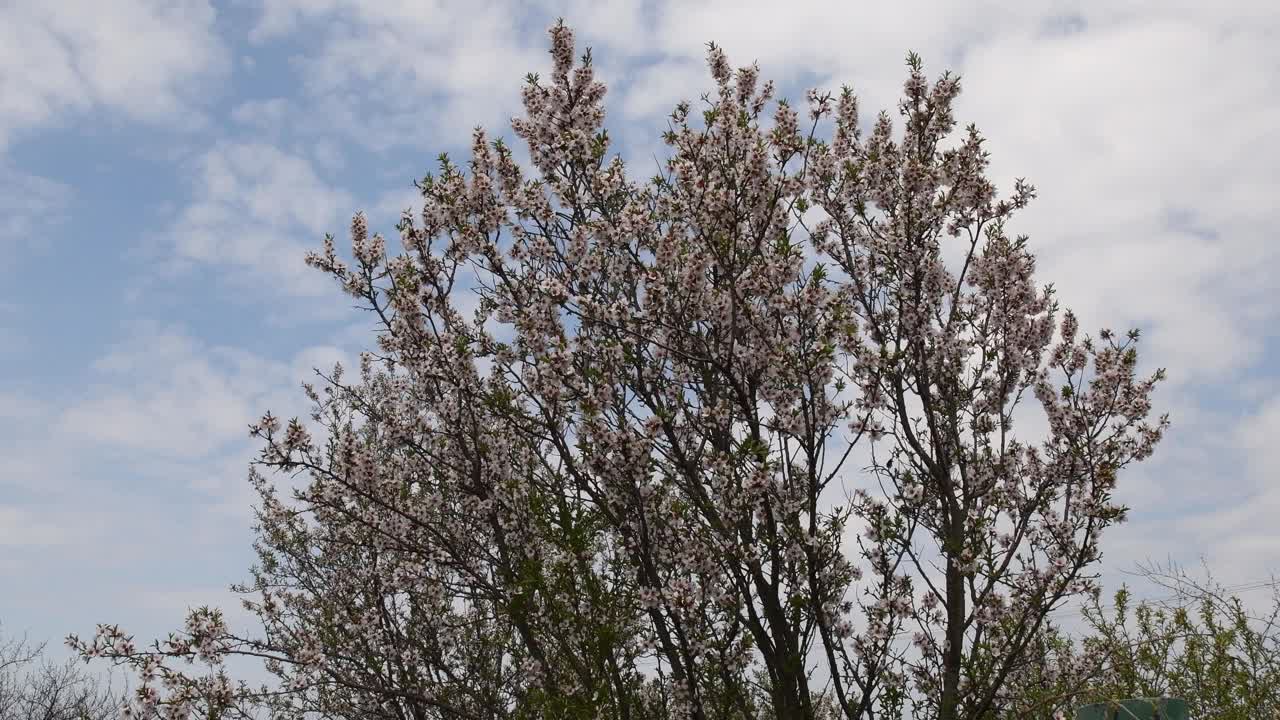 花园里杏花盛开的树在蓝天上视频素材