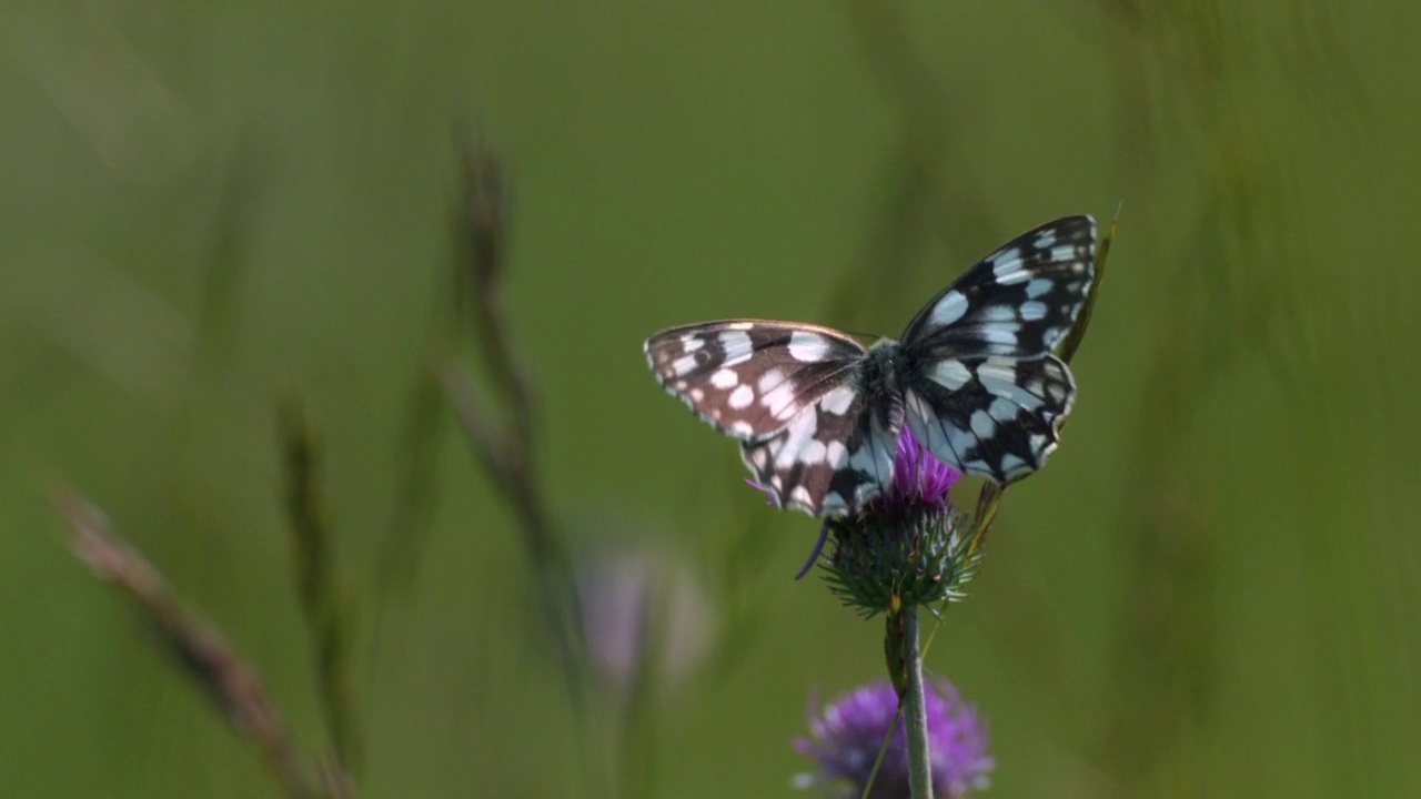 大理石白色蝴蝶(Melanargia galathea)在森林空地上。视频素材