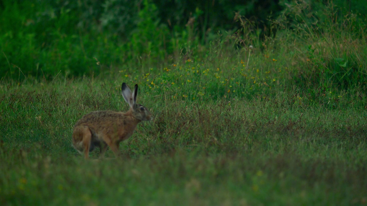 Hare-hare(天兔座europaeus)。野兔的特点是耳朵较长(9-14厘米)。视频素材