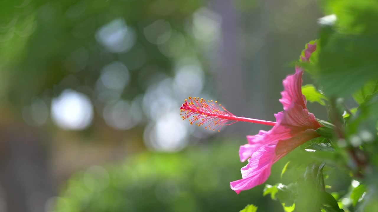 粉红色的芙蓉花在盛开的4k慢动作60帧视频素材