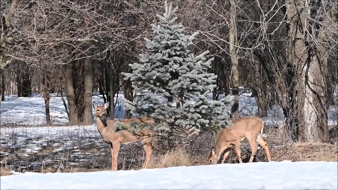 雪地里的鹿视频素材