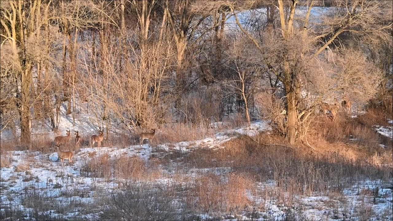 鹿跑视频素材