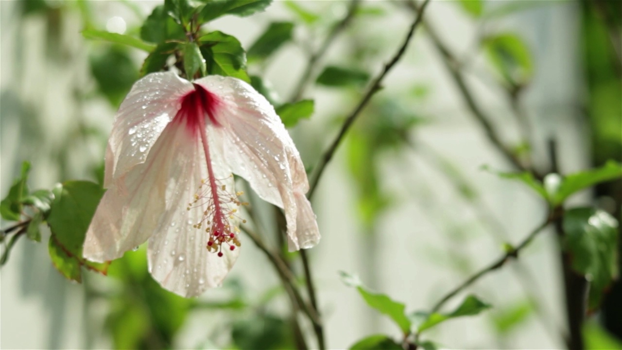 白色的芙蓉花，被夏雨浇过视频素材