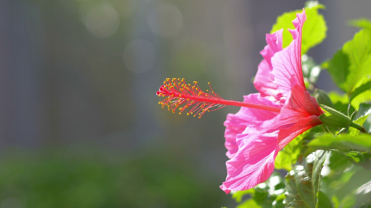 粉红色的芙蓉花绽放在4k慢镜头60帧视频素材