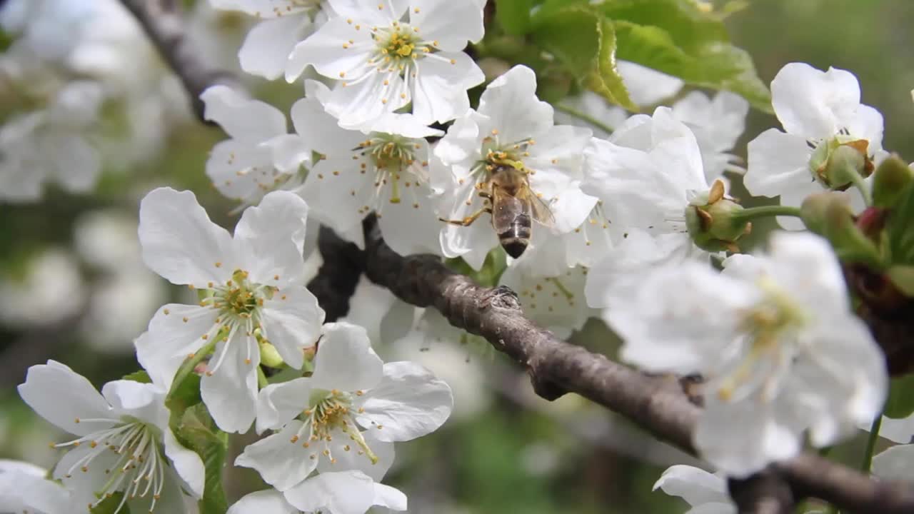 蜜蜂从樱桃的白花上采集花粉视频素材