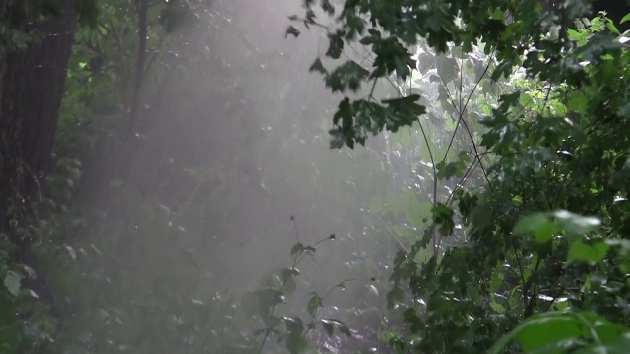 大雨在绿色的森林里视频素材