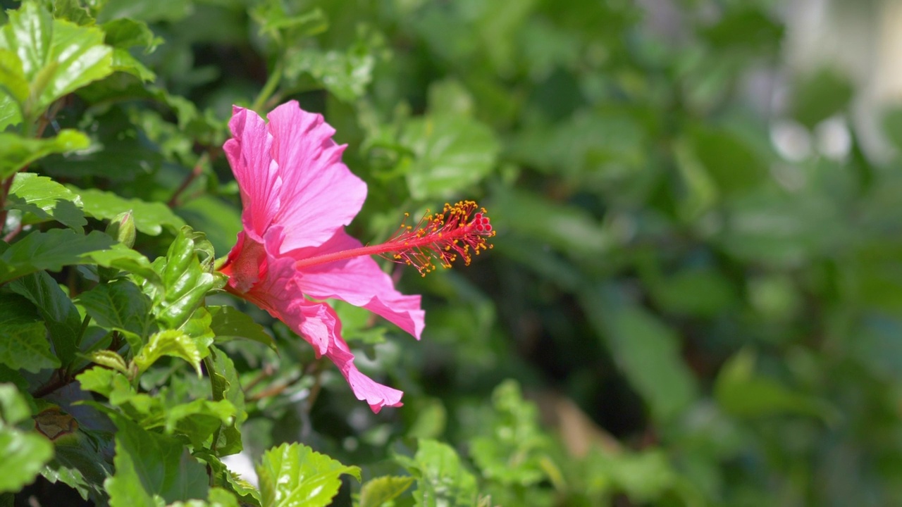 粉红色的芙蓉花绽放在4k慢镜头60帧视频素材