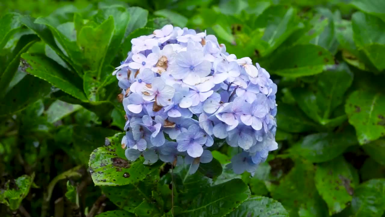 紫色的花视频素材