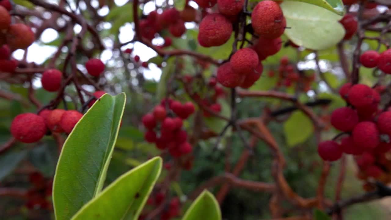 马德龙树红色的果实在雨中与橡树的叶子视频素材