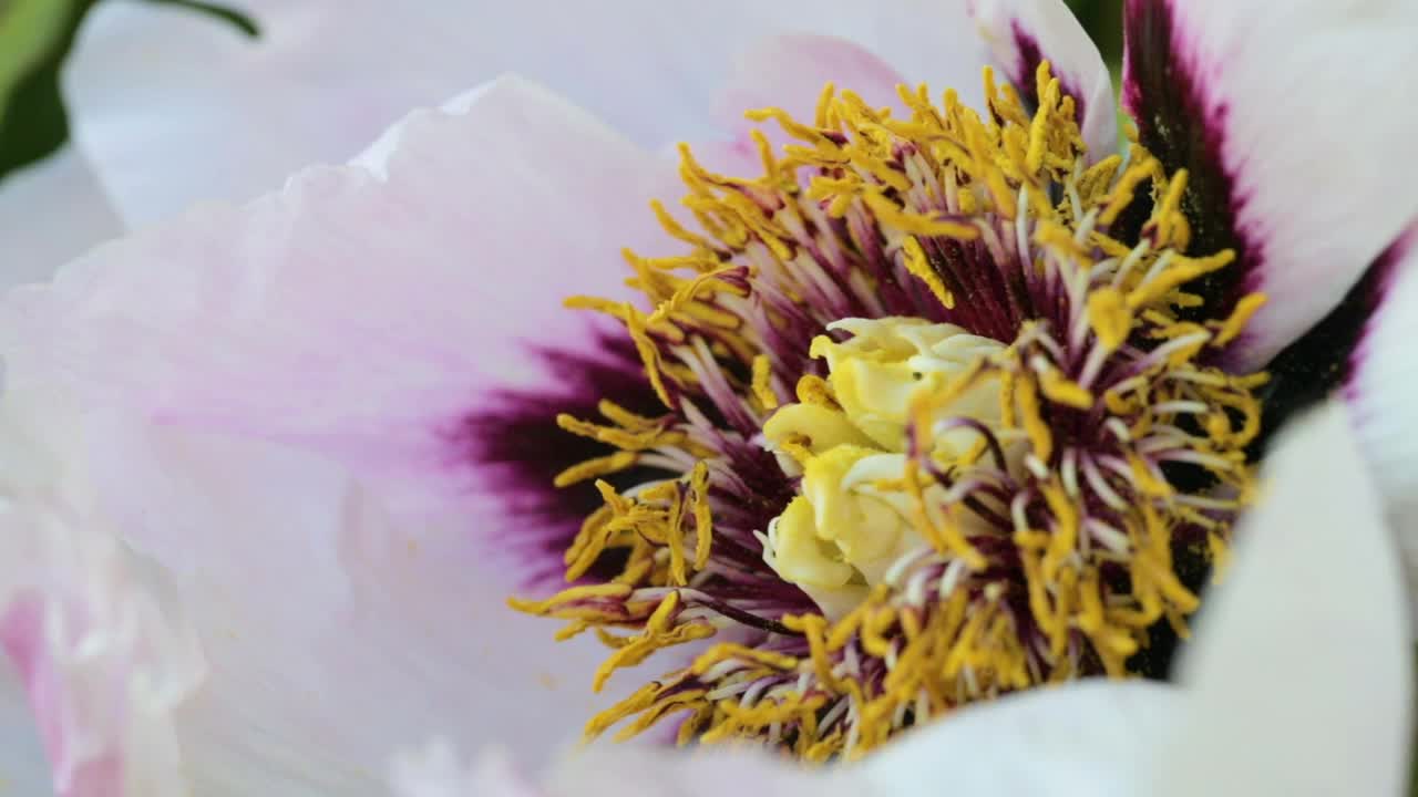 蜜蜂在花园里采集花粉。授粉的花朵。视频素材