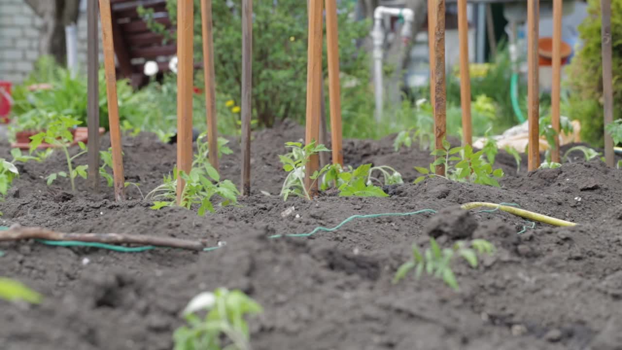 种植幼苗蔬菜栽培番茄手在地。有机培育天然产品。农业。季节处理乡村土壤。在农田里干活的女农民。浇水。视频素材