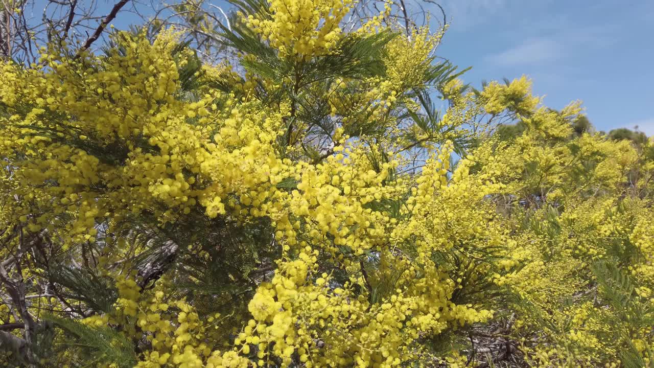 含羞草花清新的背景视频素材