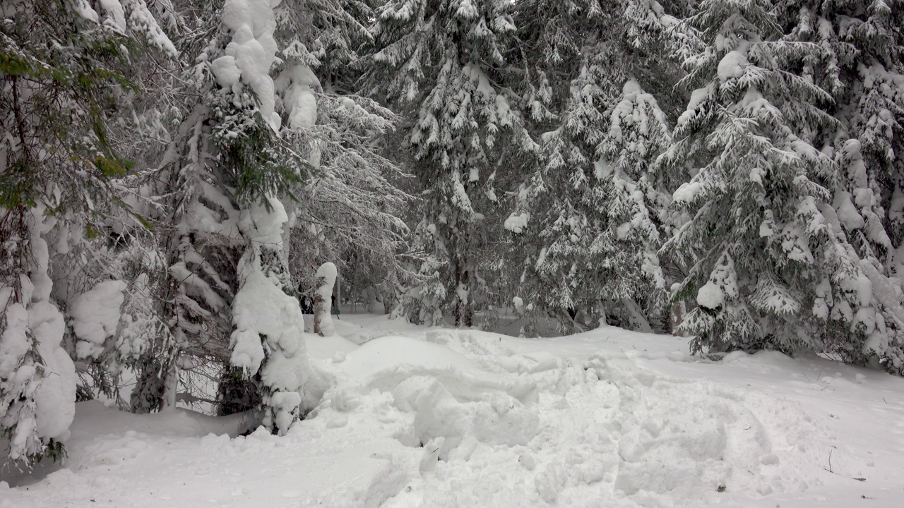 背着背包的徒步旅行者在积雪覆盖的冬季森林里行走视频素材