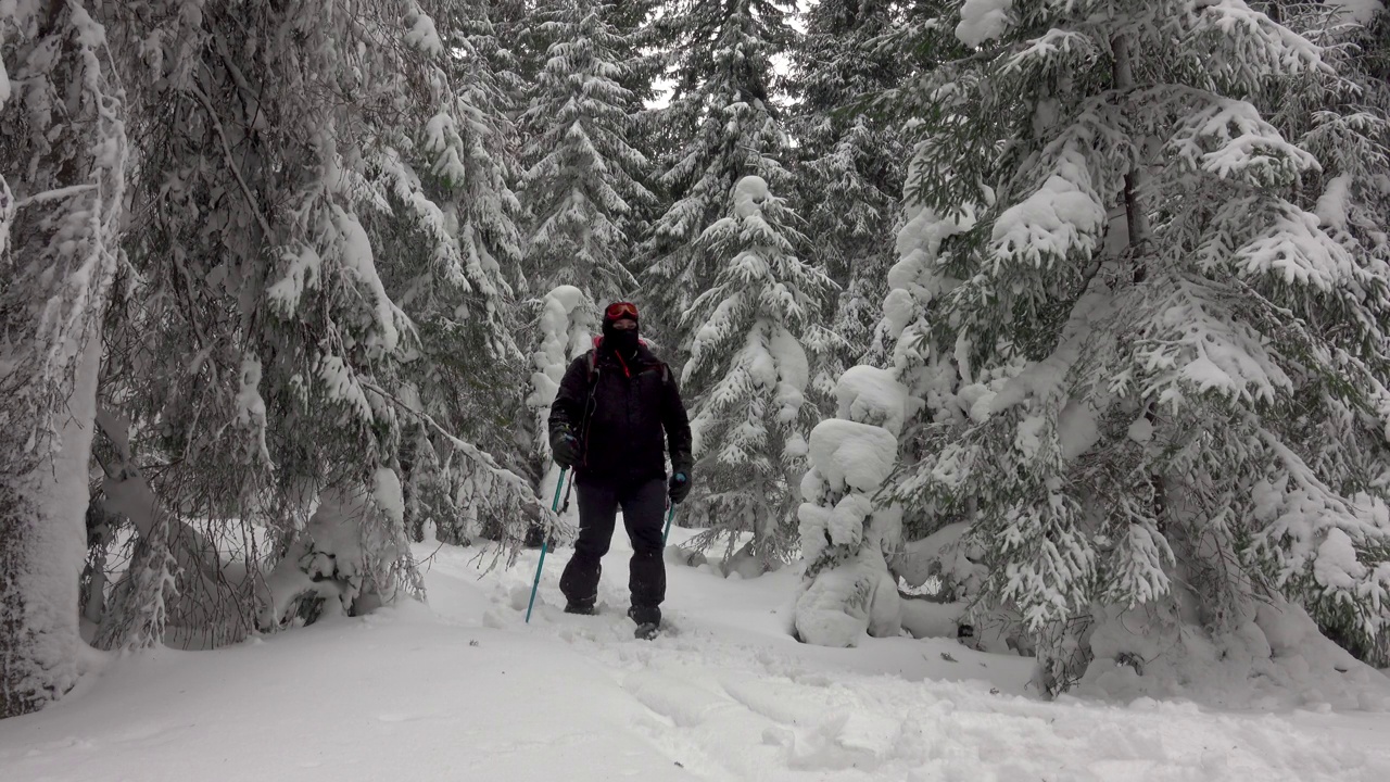 背着背包的徒步旅行者在积雪覆盖的冬季森林里行走视频素材