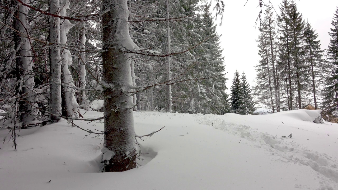 背着背包的徒步旅行者在积雪覆盖的冬季森林里行走视频素材