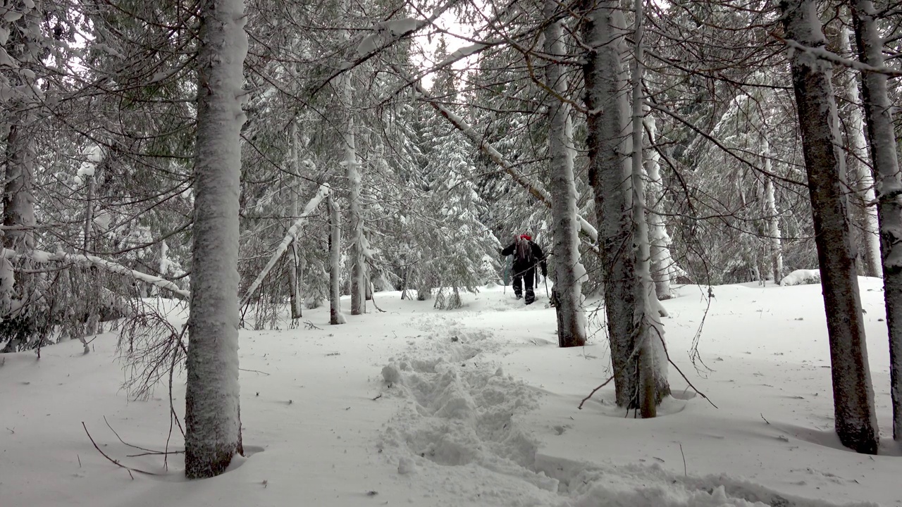 背着背包的徒步旅行者在积雪覆盖的冬季森林里行走视频素材