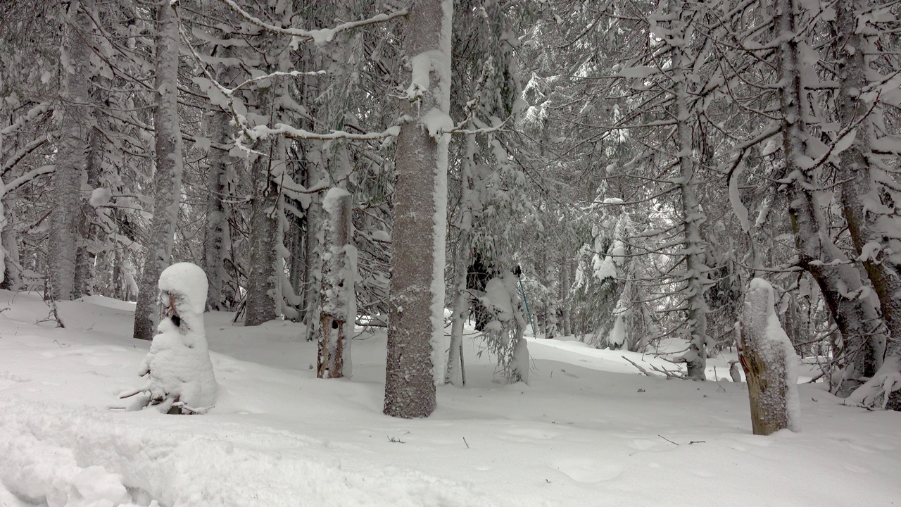 背着背包的徒步旅行者在积雪覆盖的冬季森林里行走视频素材