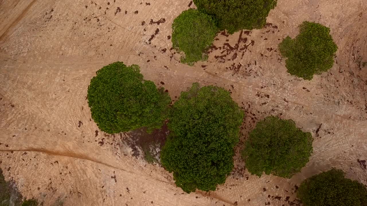 梧桐树顶视频素材