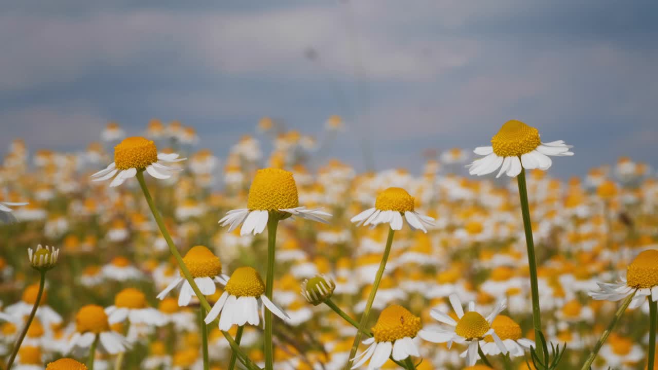 洋甘菊花在夕阳下的草地上。视频素材