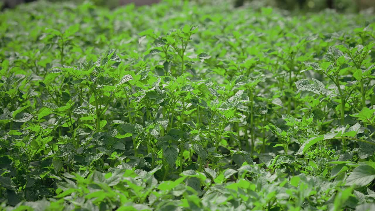 土豆植物。农田里一排排的绿色土豆丛。马铃薯生长。视频素材