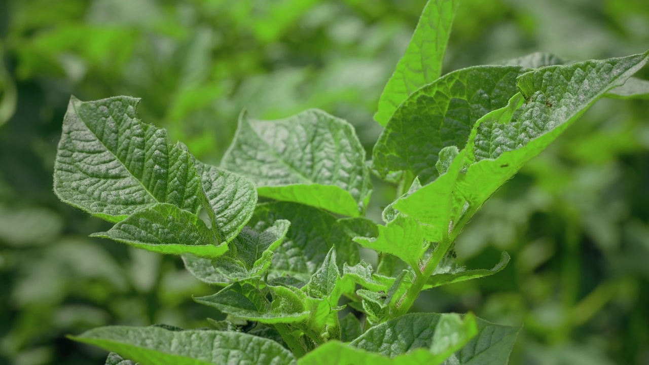 马铃薯植物。农田里一排排的绿色土豆丛。视频素材