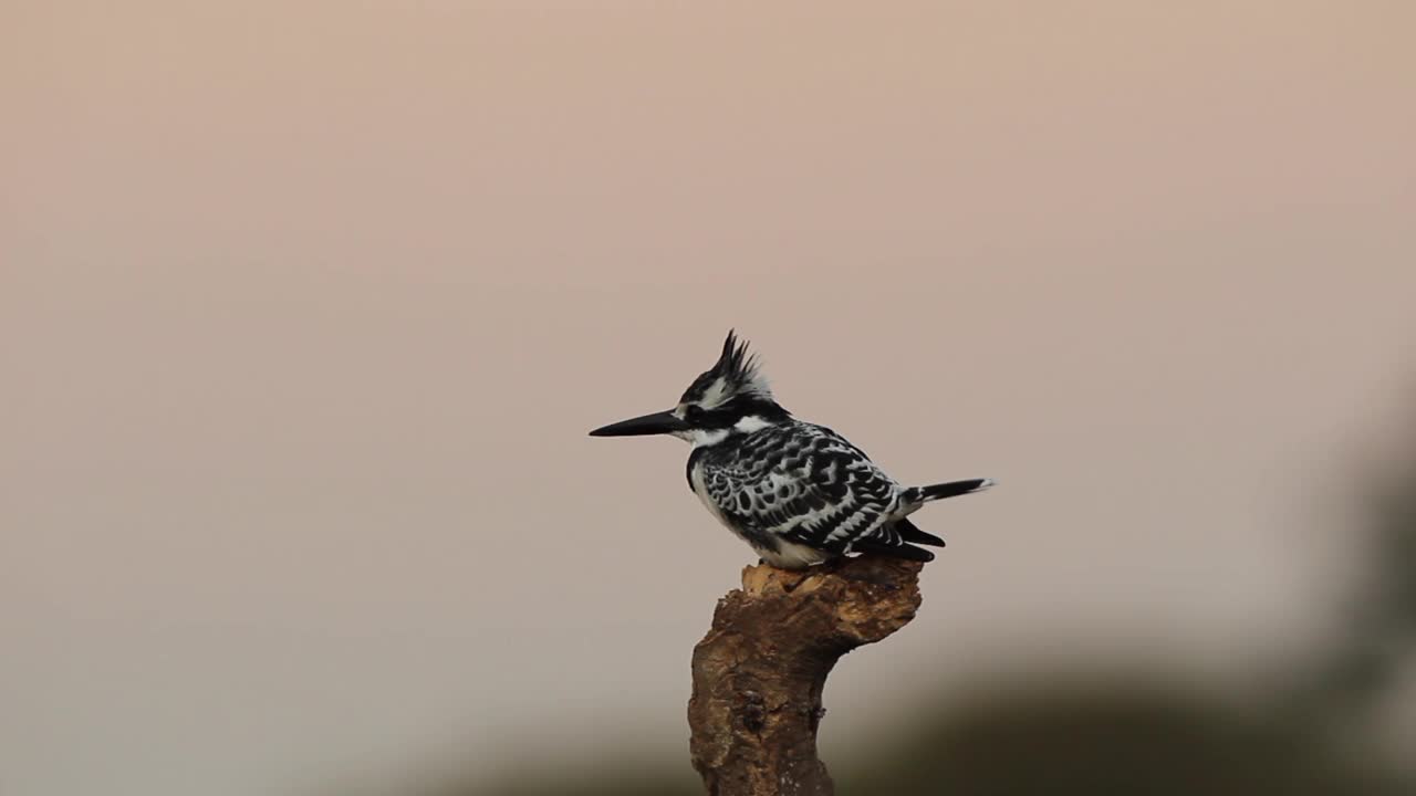 鹦鹉翠鸟视频素材