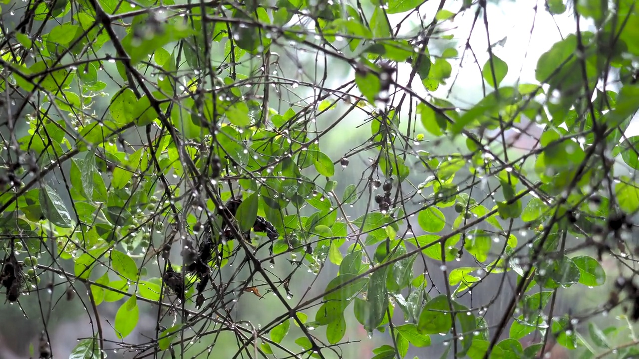 雨点落在绿叶间，大自然雨天里视频素材