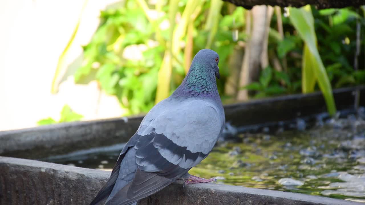 鸽子视频素材