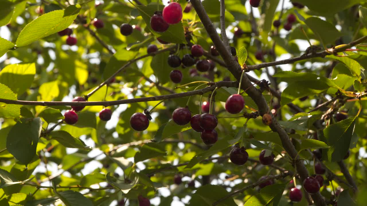 红色成熟的樱桃在树枝上。视频素材