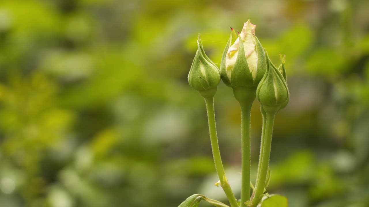 白玫瑰未开放的花蕾。视频素材