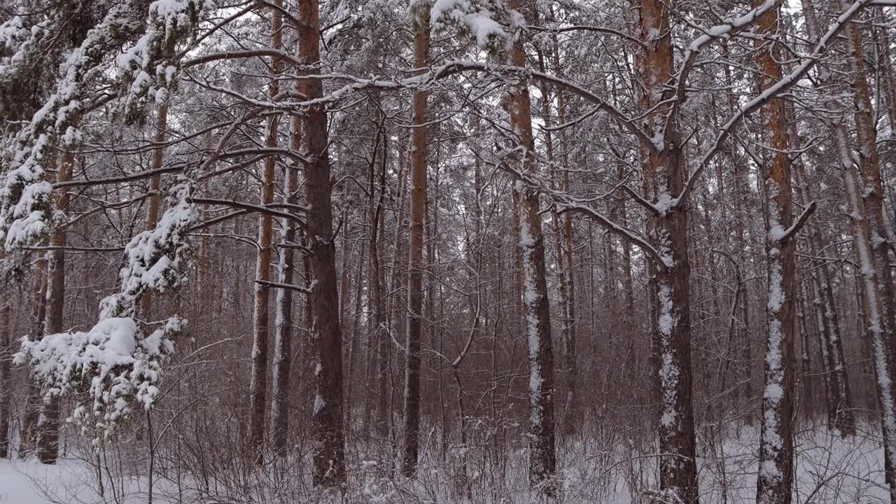 树木在冬天的森林里的雪里视频素材