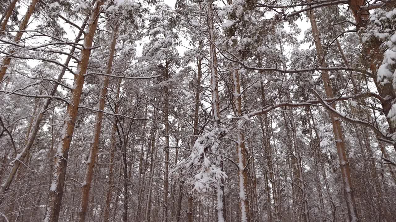 树木在冬天的森林里的雪里视频素材